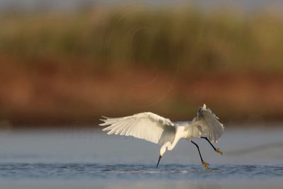 Snowy Egret - Dipping.jpg