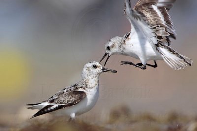 _MG_1966 Sanderling.jpg