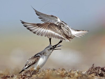 _MG_1975 Sanderling.jpg