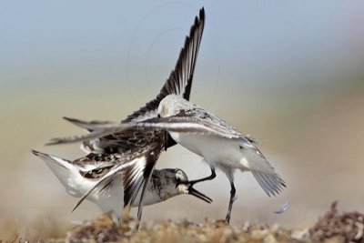 _MG_1976 Sanderling.jpg