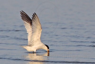 _MG_5439 Least Tern-pikei.jpg