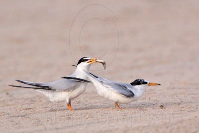 _MG_2496 Least Tern-nuptial male X pikei female.jpg