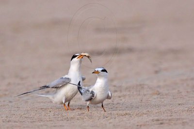 _MG_2554 Least Tern-nuptial male X pikei female.jpg