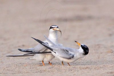 _MG_2647 Least Tern-nuptial male X pikei female.jpg