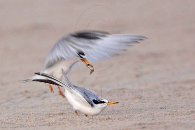 _MG_2652 Least Tern-nuptial male X pikei female.jpg