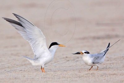 _MG_2712 Least Tern-nuptial male X pikei female.jpg