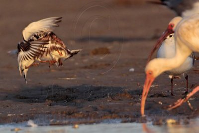 _MG_6475 Ruddy Turnstone & Laughing Gull & White Ibis.jpg