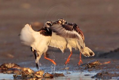 Ruddy Turnstone - 1 minute battle - selected images