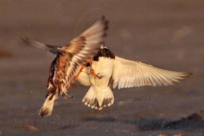 Ruddy Turnstone - 1 minute battle - complete sequence
