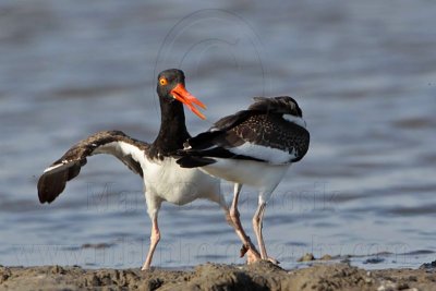 _MG_1789 American Oystercatcher.jpg