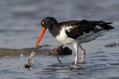 _MG_1964 American Oystercatcher.jpg