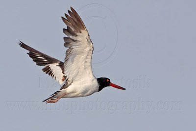 _MG_2335 American Oystercatcher.jpg