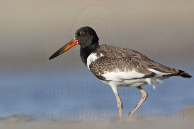 _MG_2573 American Oystercatcher.jpg