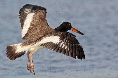 _MG_2588 American Oystercatcher.jpg