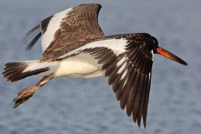 _MG_2600 American Oystercatcher.jpg