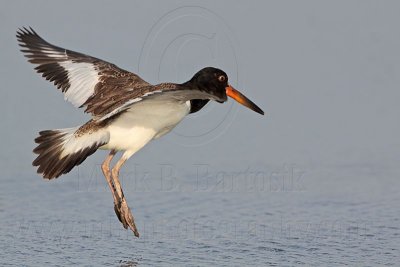 _MG_2607 American Oystercatcher.jpg