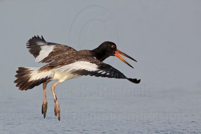 _MG_2608 American Oystercatcher.jpg