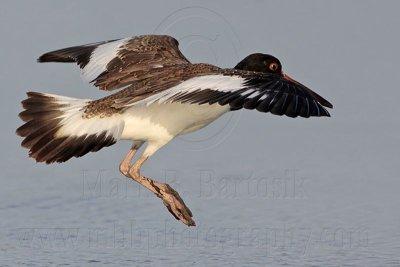 _MG_2611 American Oystercatcher.jpg