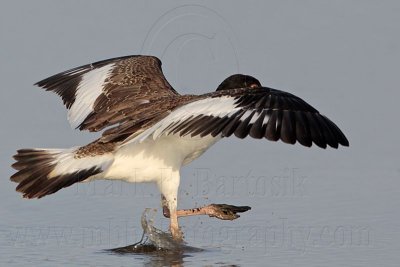 _MG_2612 American Oystercatcher.jpg