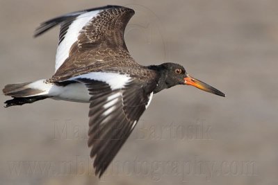 _MG_2634 American Oystercatcher.jpg