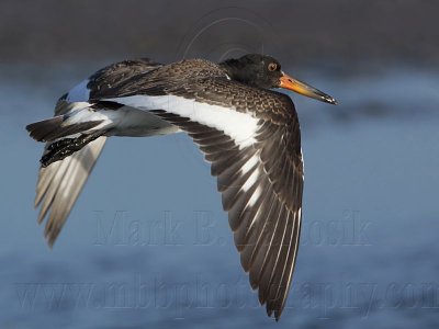 _MG_2639 American Oystercatcher.jpg