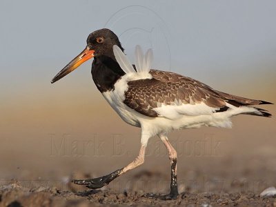 _MG_3217 American Oystercatcher.jpg