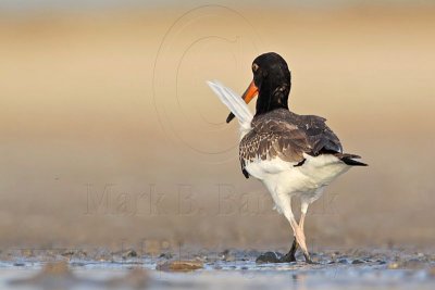 _MG_3255 American Oystercatcher.jpg