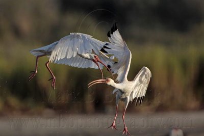 _MG_8863 White Ibis.jpg