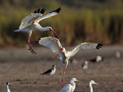 _MG_8864 White Ibis.jpg