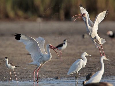 _MG_8867 White Ibis.jpg