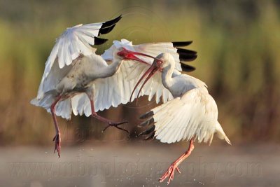 White Ibis fighting - UTC - August 2009