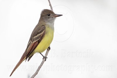 _MG_7702 Great Crested Flycatcher.jpg
