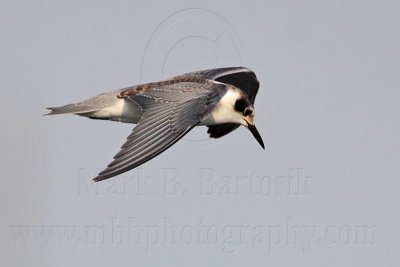 _MG_4328 Black Tern.jpg