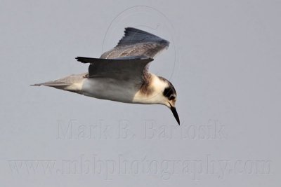 _MG_4329 Black Tern.jpg