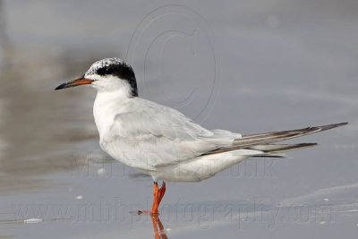 _MG_5474 Common Tern.jpg