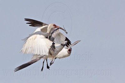 _MG_1987 White Ibis & Laughing Gull.jpg