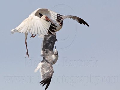 _MG_1988 White Ibis & Laughing Gull.jpg