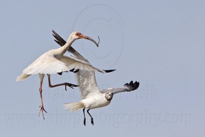 _MG_1990 White Ibis & Laughing Gull.jpg