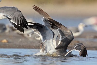 _MG_5644 Laughing Gull.jpg