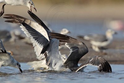 _MG_5648 Laughing Gull.jpg