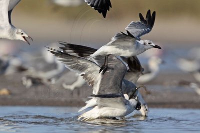 _MG_5652 Laughing Gull.jpg