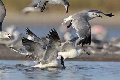 _MG_5653 Laughing Gull.jpg