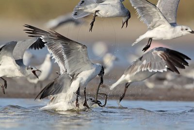 _MG_5654 Laughing Gull.jpg