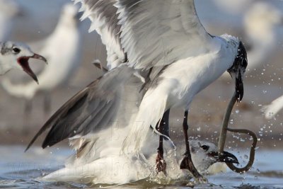 Laughing Gulls fighting for an eel