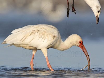 _MG_5753 White Ibis & Laughing Gull.jpg
