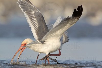 _MG_5764 White Ibis & Laughing Gull.jpg