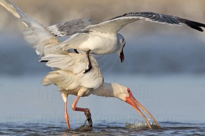 _MG_5793 White Ibis & Laughing Gull.jpg
