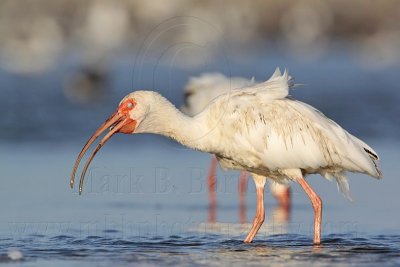 _MG_5810 White Ibis.jpg