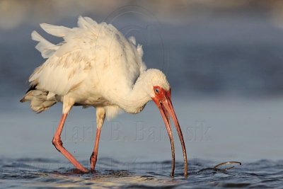 _MG_6231 White Ibis.jpg