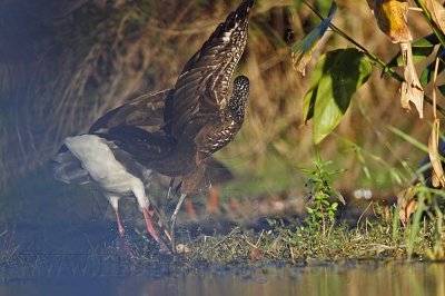_MG_4114 Limpkin & White Ibis.jpg